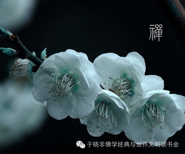 【师说】第9期：参禅与正见